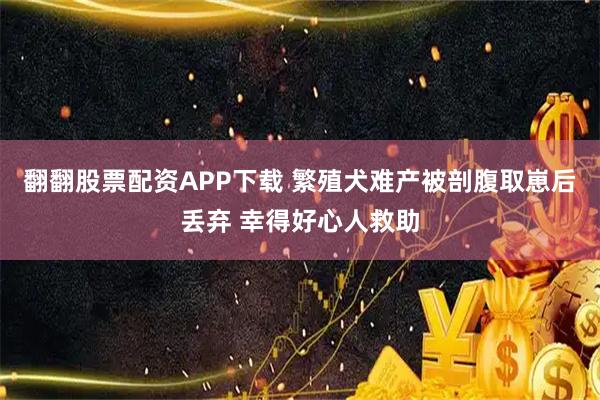 翻翻股票配资APP下载 繁殖犬难产被剖腹取崽后丢弃 幸得好心人救助